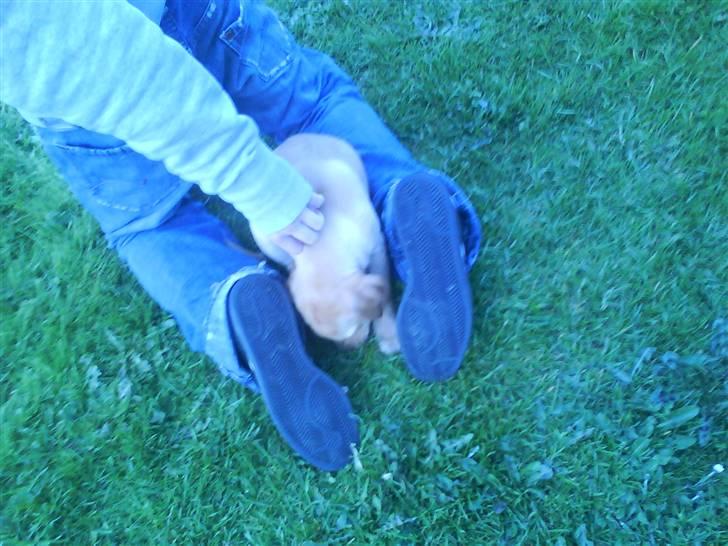 Labrador retriever Sika billede 3