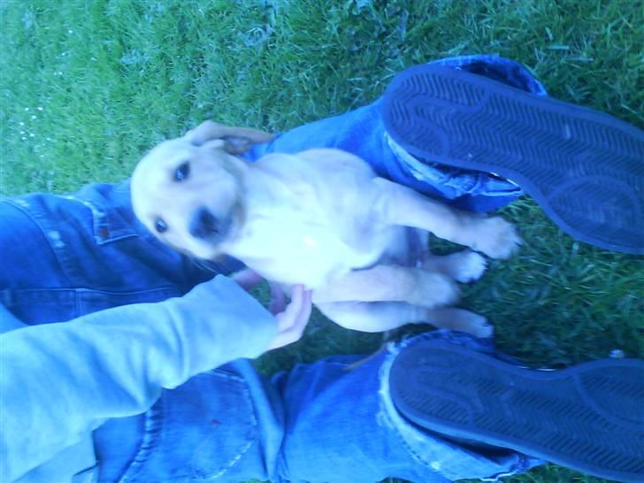 Labrador retriever Sika billede 4