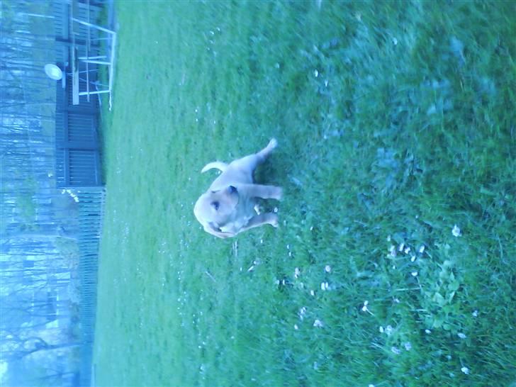 Labrador retriever Sika billede 5