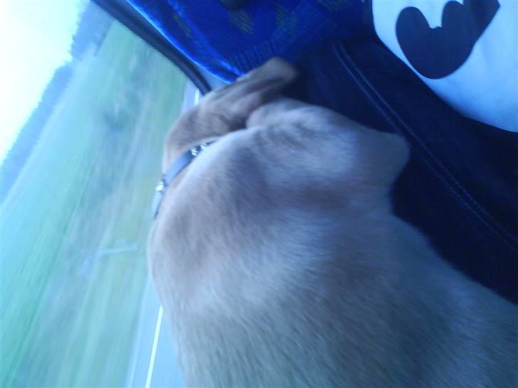 Labrador retriever Sika billede 6