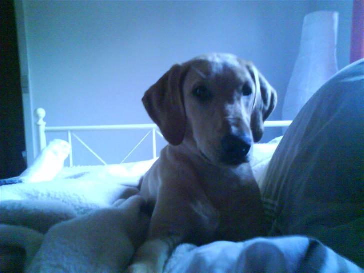 Labrador retriever Sika billede 7