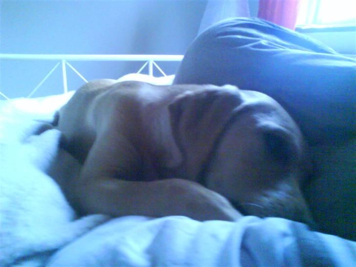 Labrador retriever Sika billede 8