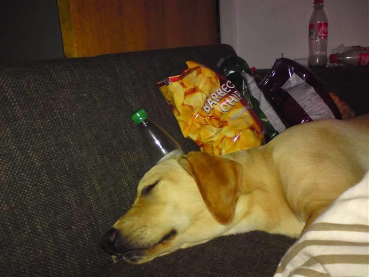 Labrador retriever Sika billede 9