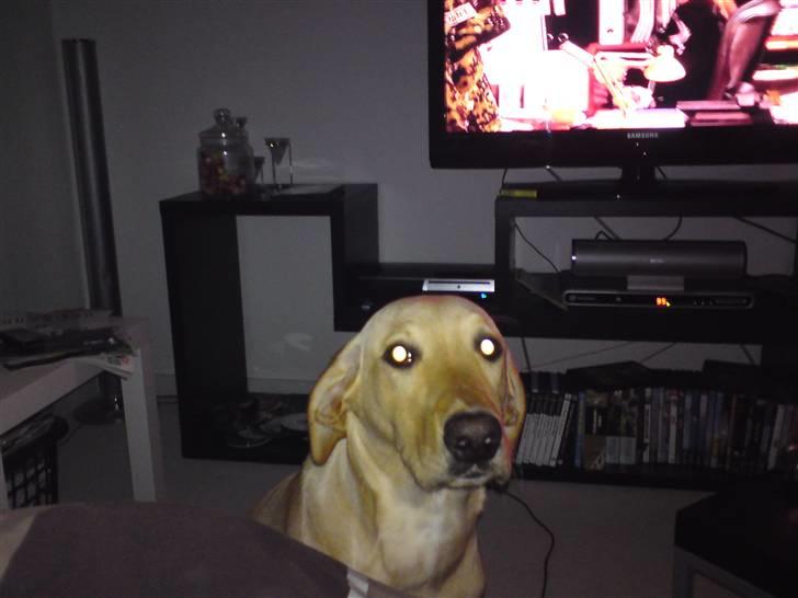 Labrador retriever Sika billede 10