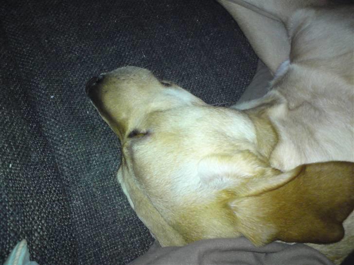 Labrador retriever Sika billede 11