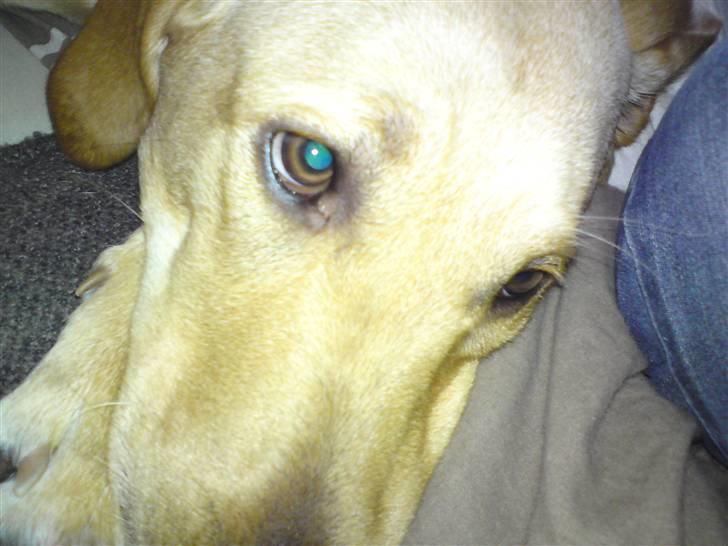 Labrador retriever Sika billede 12