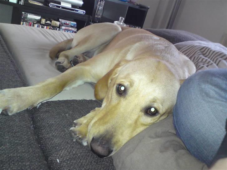 Labrador retriever Sika billede 13