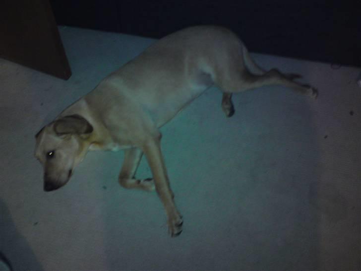 Labrador retriever Sika billede 14