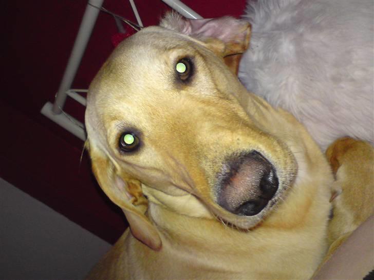 Labrador retriever Sika billede 15