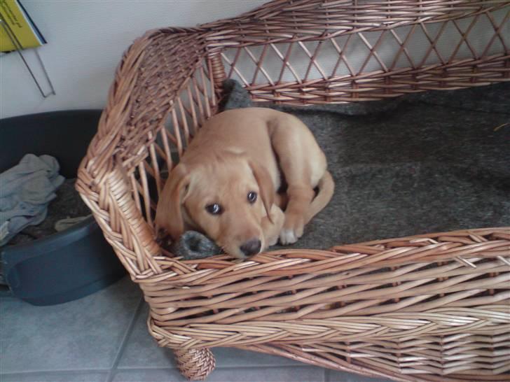 Labrador retriever Sika billede 16