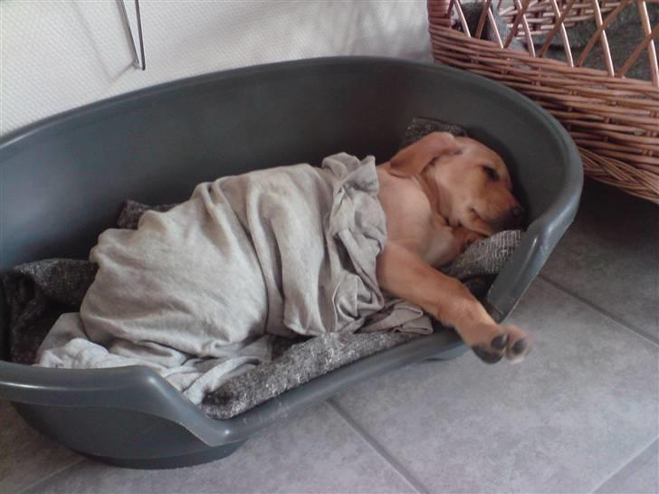 Labrador retriever Sika billede 17