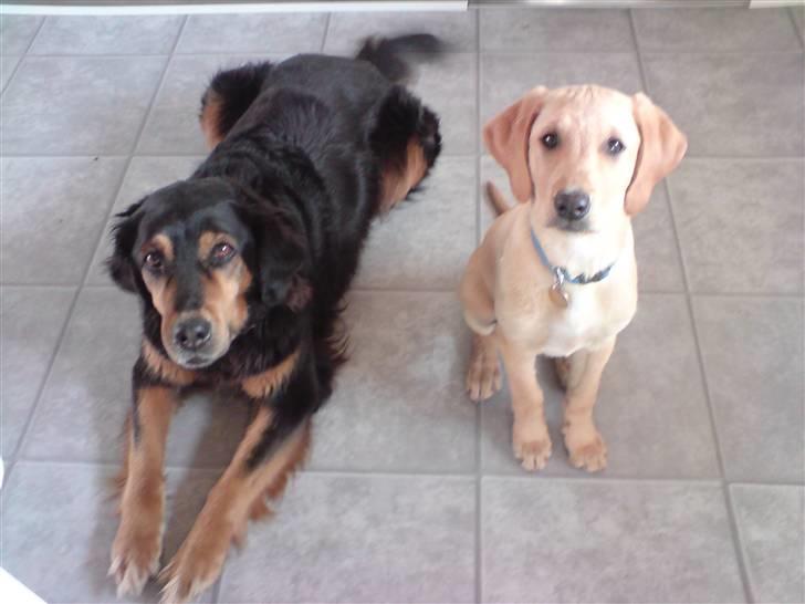 Labrador retriever Sika billede 18