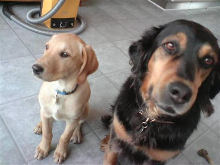 Labrador retriever Sika billede 19