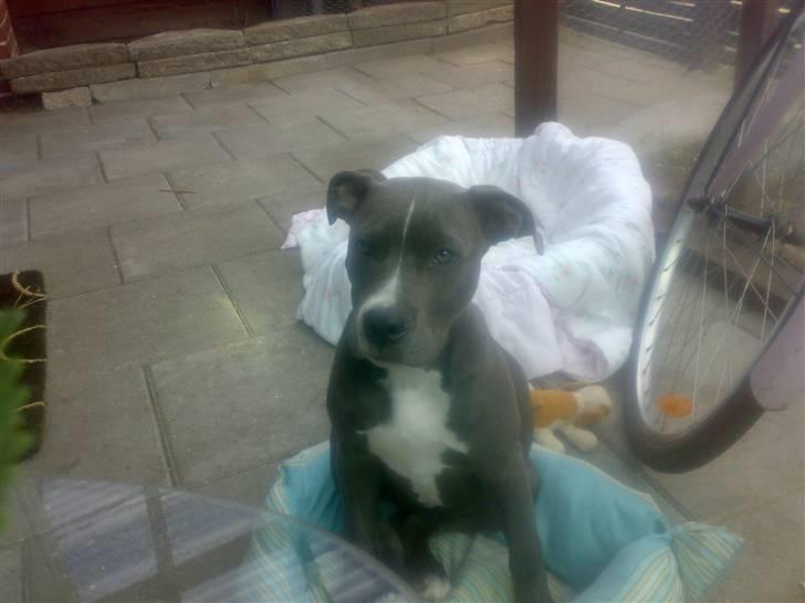 Amerikansk staffordshire terrier Banditten Nala.. billede 5