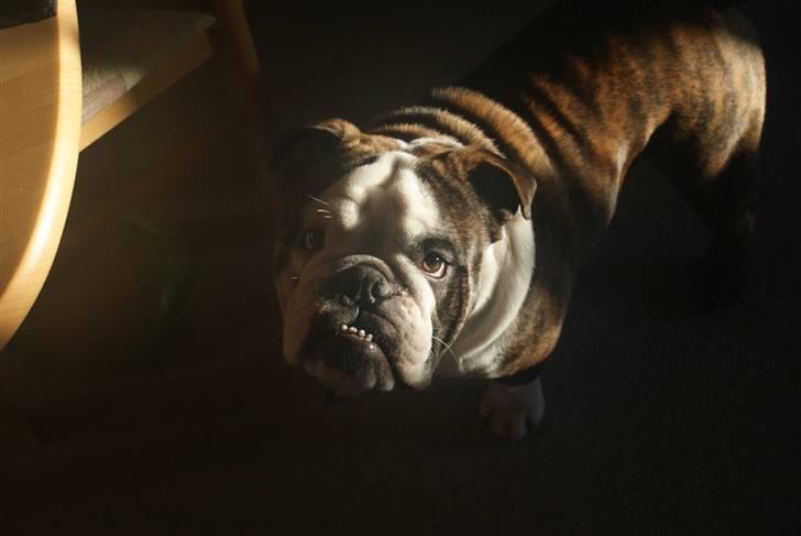 Engelsk bulldog Kenzo Alias Chefen billede 7