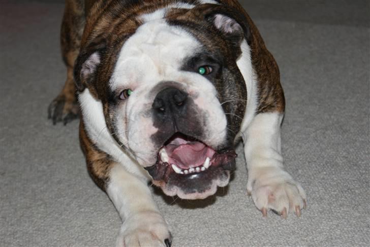 Engelsk bulldog Kenzo Alias Chefen billede 8