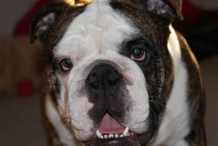 Engelsk bulldog Kenzo Alias Chefen billede 9