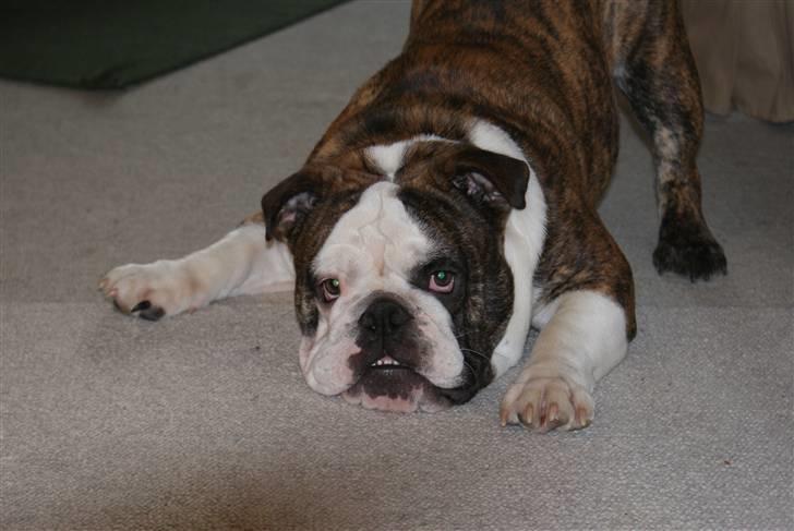 Engelsk bulldog Kenzo Alias Chefen billede 10