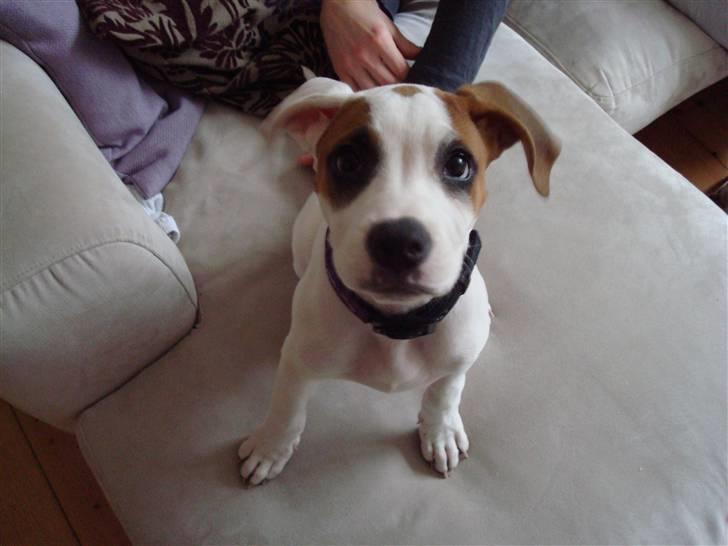 Amerikansk bulldog Carla billede 7