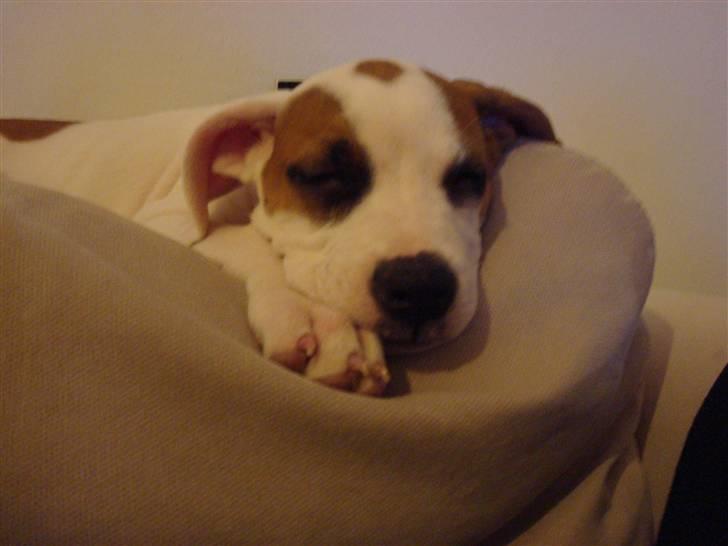 Amerikansk bulldog Carla billede 8