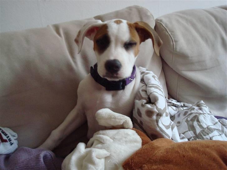 Amerikansk bulldog Carla billede 9