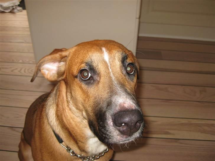 Blanding af racer - Mille <3 - Læg gerne en kommentar og/eller bedømmelse :D billede 1