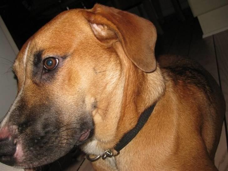 Blanding af racer - Mille <3 - 15/01 09 billede 2