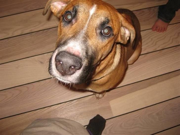 Blanding af racer - Mille <3 - 15/01 09 billede 3