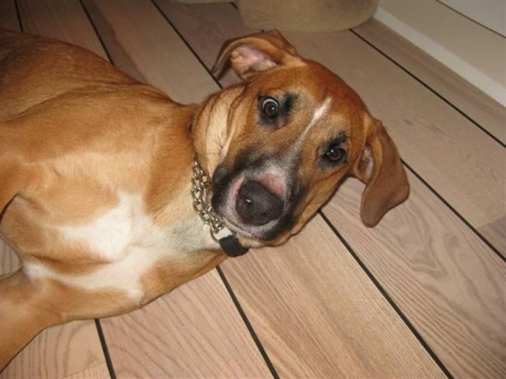 Blanding af racer - Mille <3 - 15/01 09 billede 4