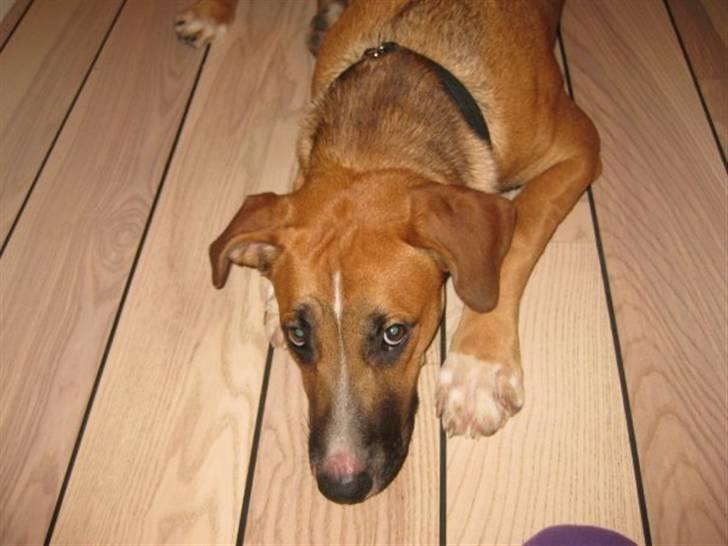 Blanding af racer - Mille <3 - 15/01 09 billede 5