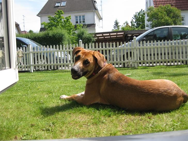 Blanding af racer - Mille <3 - fra sommerferien.. billede 6