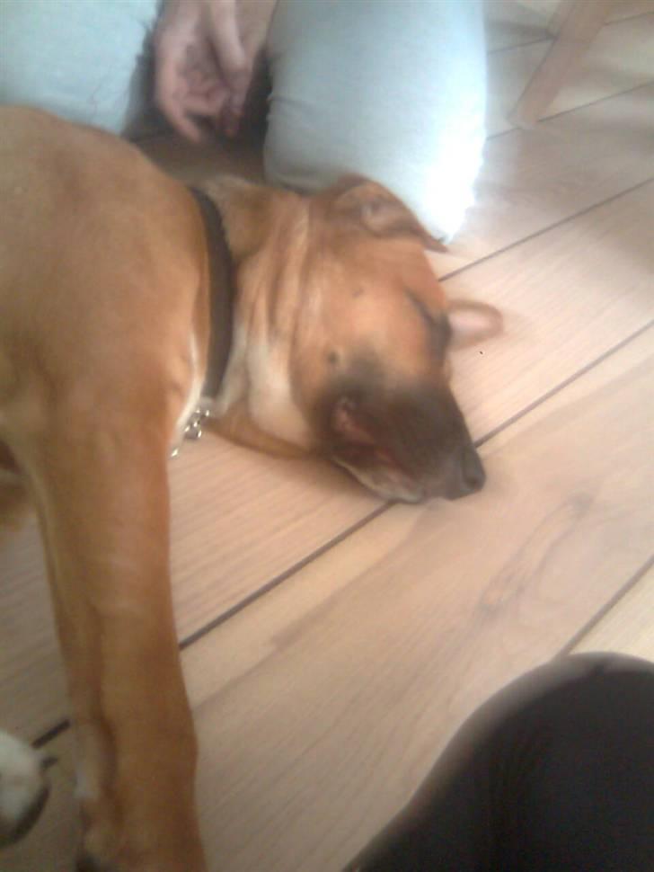 Blanding af racer - Mille <3 - 19/12 08 billede 7