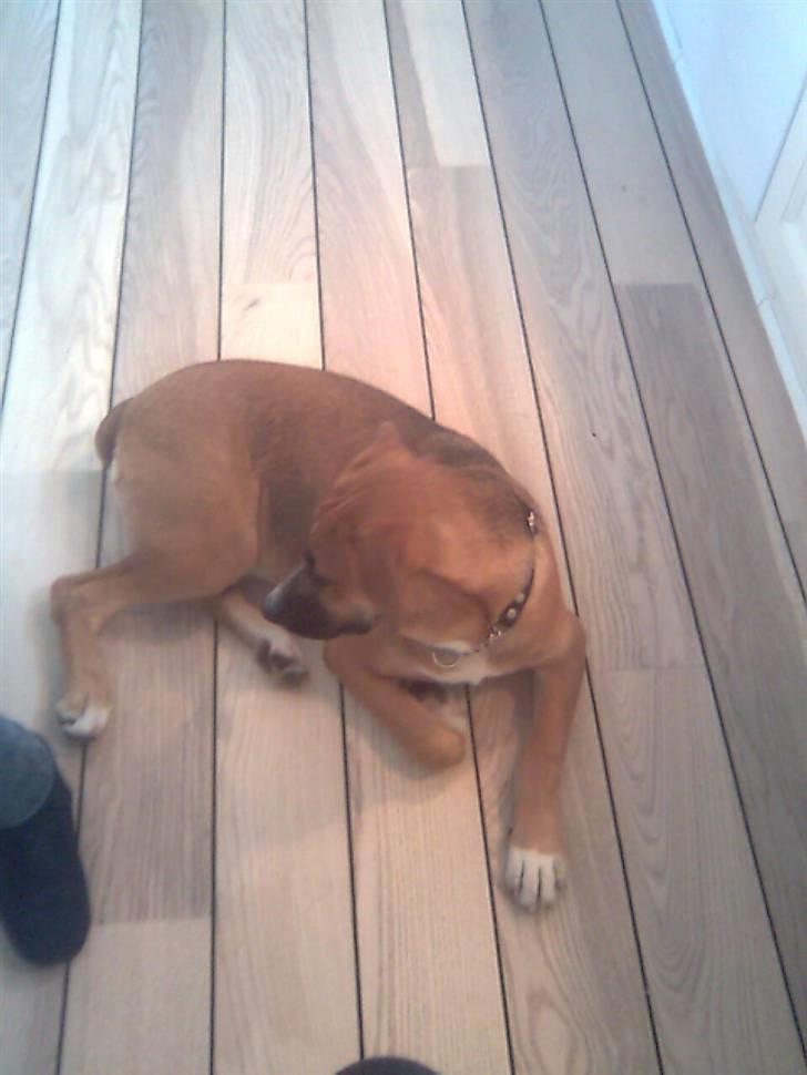 Blanding af racer - Mille <3 - 19/12 08 billede 8