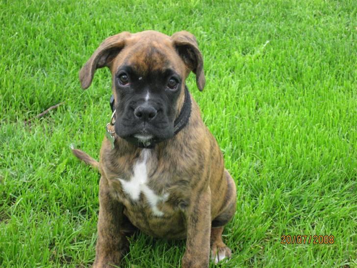 Boxer Molly billede 1