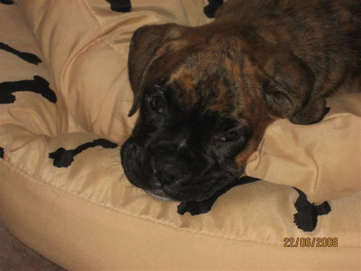 Boxer Molly billede 2