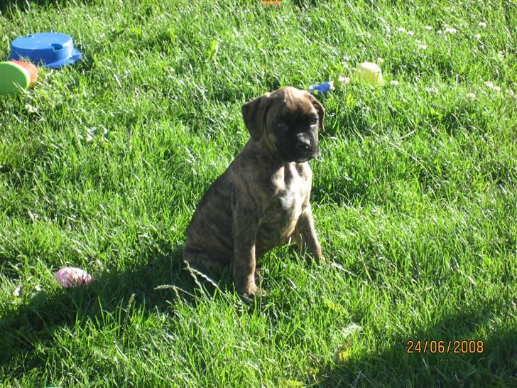 Boxer Molly billede 4