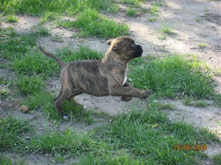 Boxer Molly billede 5