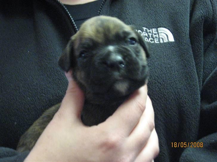 Boxer Molly billede 6