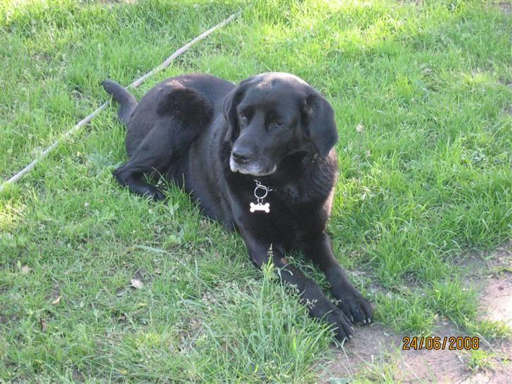 Blanding af racer Trine R.I.P 27/12/2010- billede 1