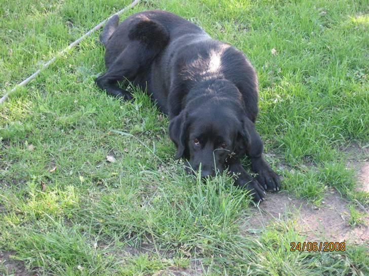 Blanding af racer Trine R.I.P 27/12/2010- billede 2