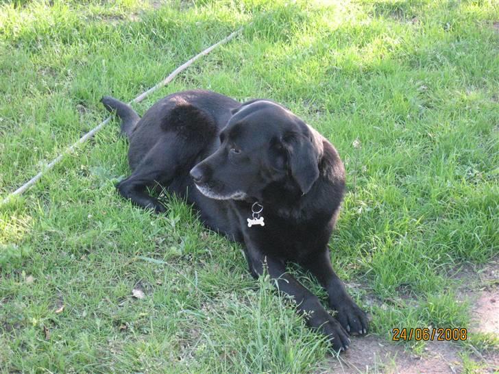 Blanding af racer Trine R.I.P 27/12/2010- billede 3