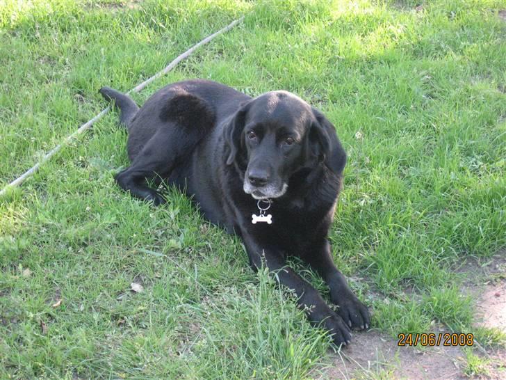 Blanding af racer Trine R.I.P 27/12/2010- billede 4