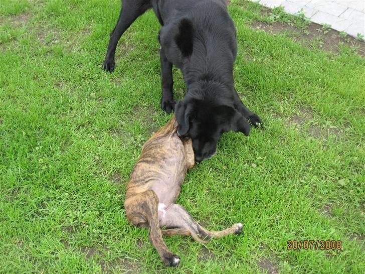 Blanding af racer Trine R.I.P 27/12/2010- billede 5