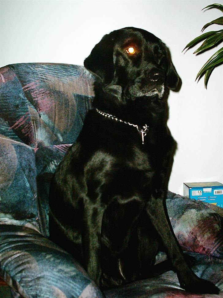 Blanding af racer Trine R.I.P 27/12/2010- billede 6