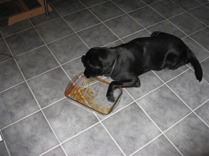 Blanding af racer Trine R.I.P 27/12/2010- billede 7