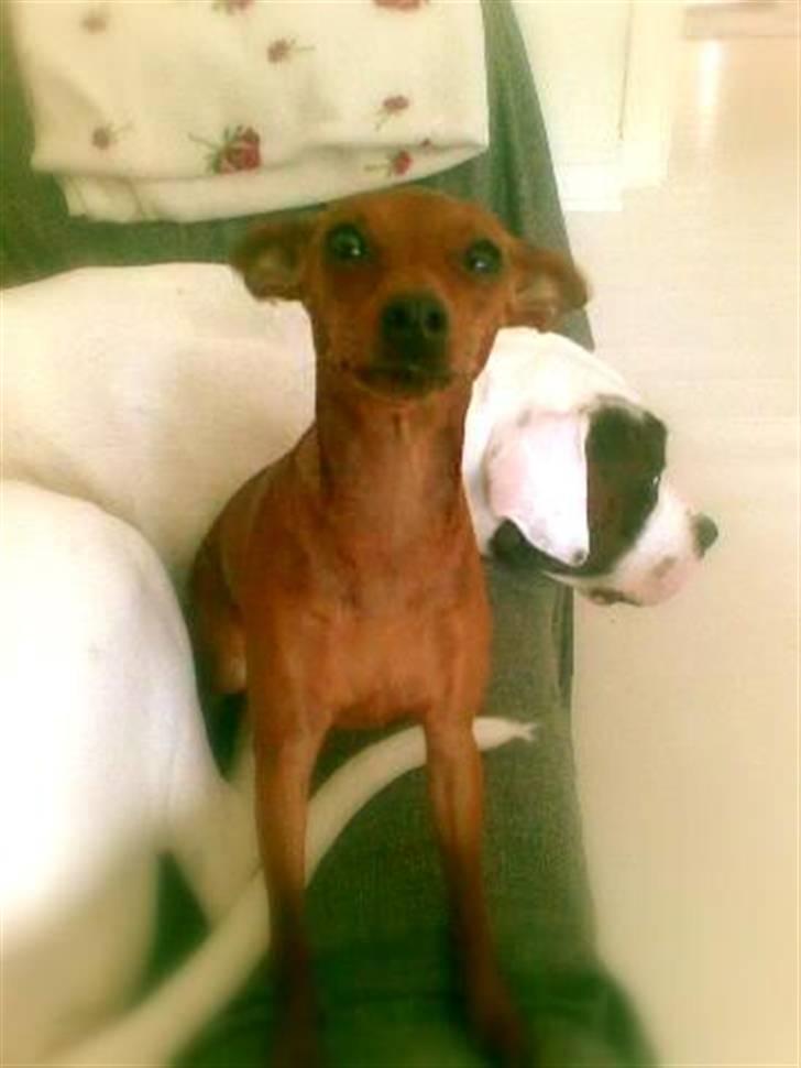 Prazsky krysarik Choco<3 - åååh .. billede 1