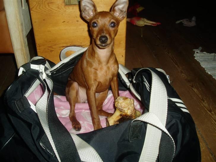 Prazsky krysarik Choco<3 billede 2