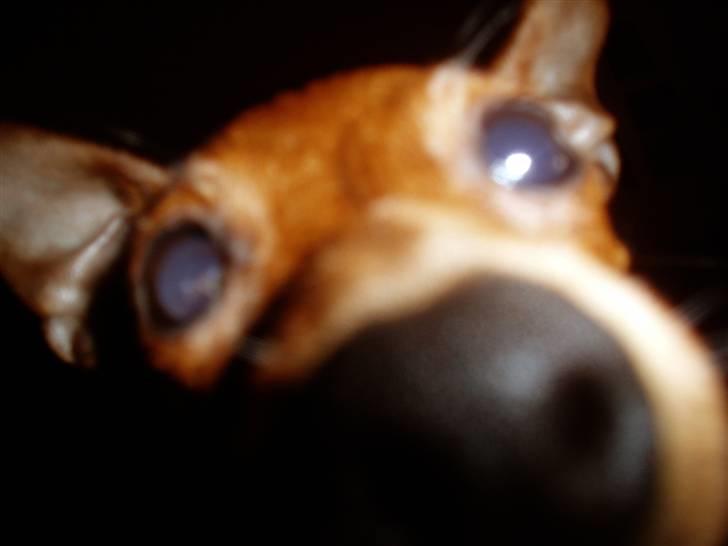 Prazsky krysarik Choco<3 billede 3