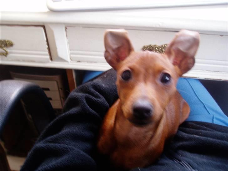 Prazsky krysarik Choco<3 billede 4