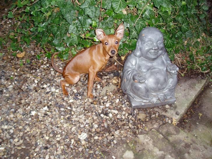 Prazsky krysarik Choco<3 billede 5